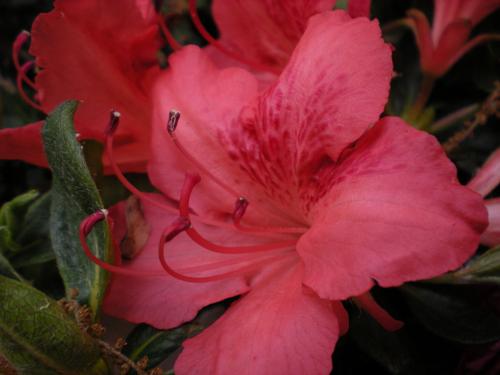Azalea 'Fashion'
