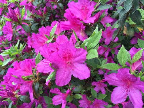 Azalea x indica 'Formosa' (Formosa Azalea)