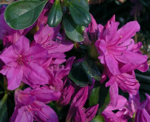 Azalea x kurume 'Mildred' (Mildred Azalea)