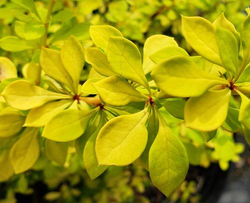 Berberis thunbergii 'Aurea'