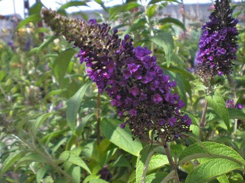 Buddleia davidii 'Black Knight' (Black Knight Buddleia)