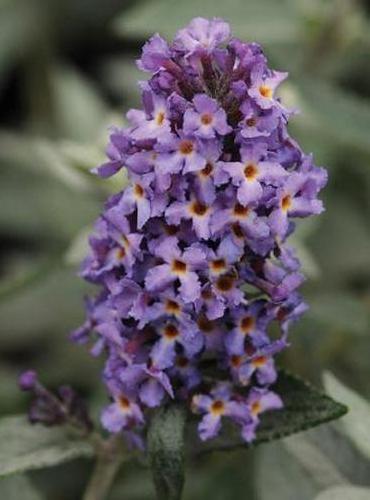 Buddleia 'Blue Heaven' (Blue Heaven Buddleia)