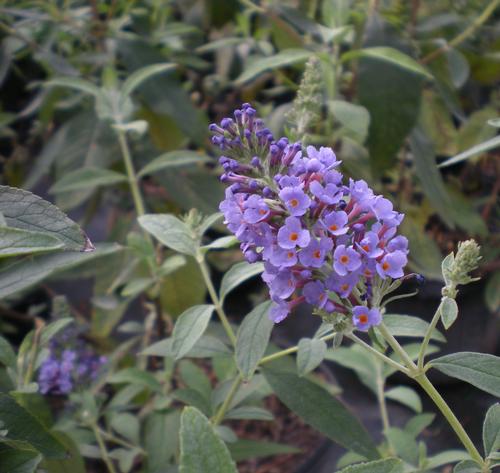 Buddleia davidii 'Petite Indigo' (Petite Indigo Butterfly Bush)