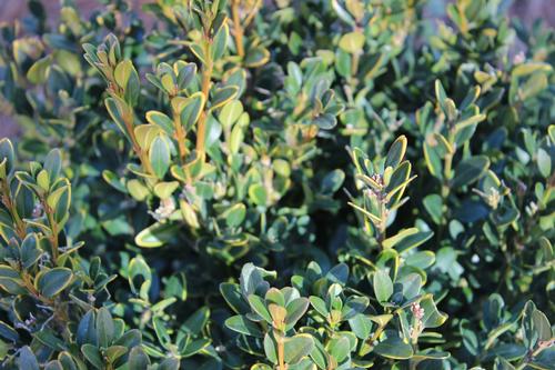 Buxus microphylla var. japonica 'Wintergreen' (Wintergreen Boxwood)