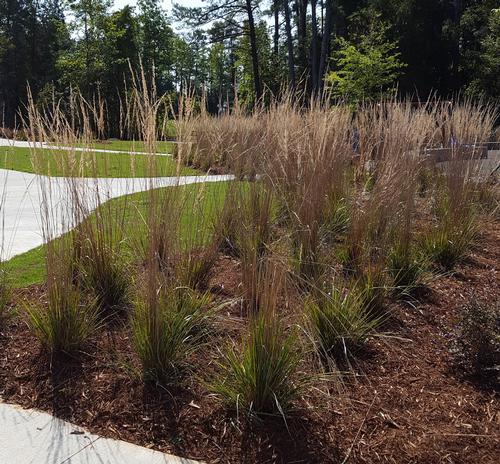 Calamagrostis x acutiflor 'Karl Foerster' (Karl Foerster Grass)