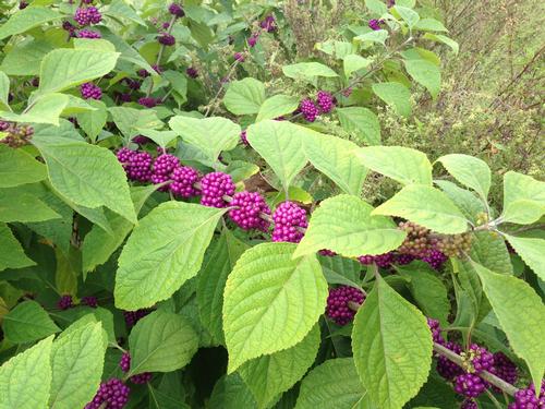 Callicarpa americana 'Atropurpurea' (American Beauty Berry)