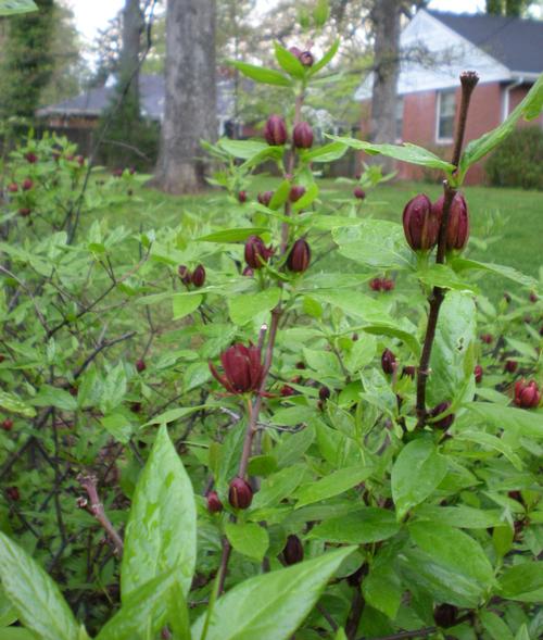 Calycanthus floridus (Sweet Shrub)