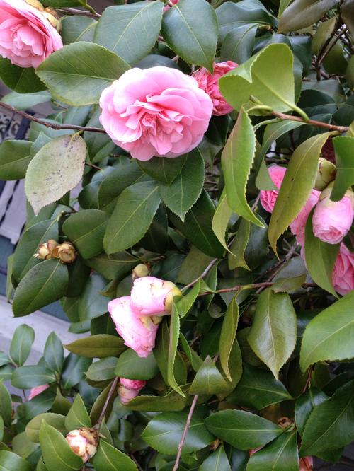Camellia japonica 'Debutante' (Debutante Camellia)