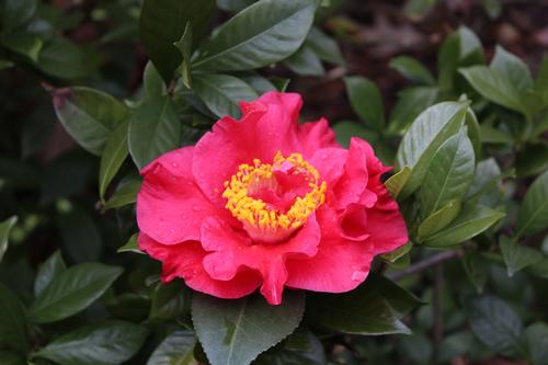 Camellia japonica 'JC Raulston'