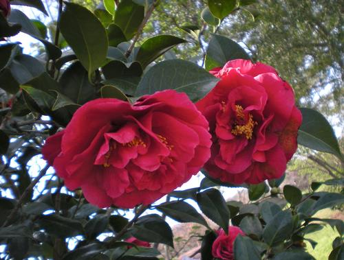 Camellia japonica 'Kramer's Supreme'