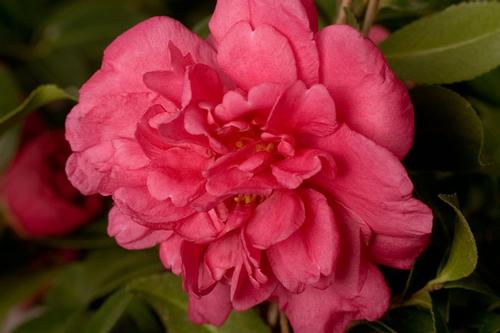 Camellia sasanqua 'Alabama Beauty™'
