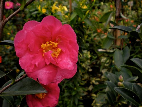 Camellia sasanqua 'Kanjiro' (Kanjiro Sasanqua)