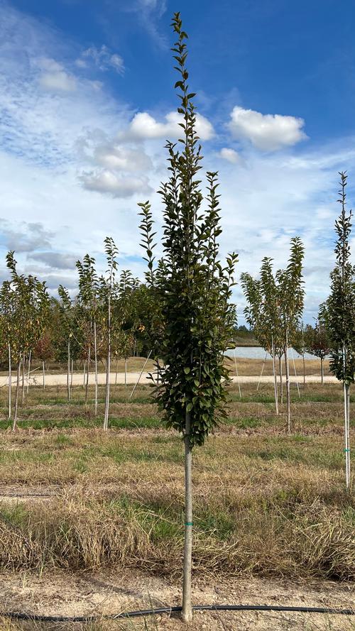 Carpinus betulus 'Fastigiata' (Upright European Hornbeam)