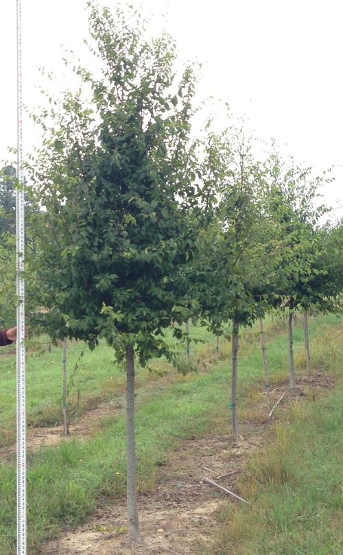 Carpinus caroliniana 