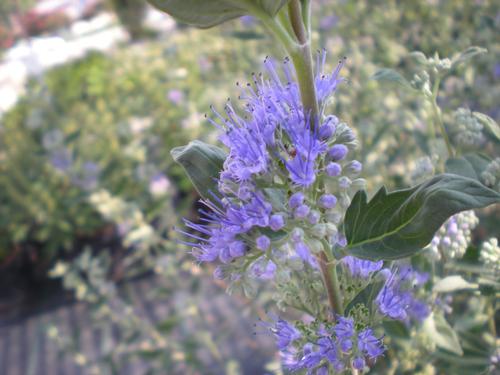 Caryopteris x clandonensis 'Dark Knight' (Dark Knight Blue Spirea)