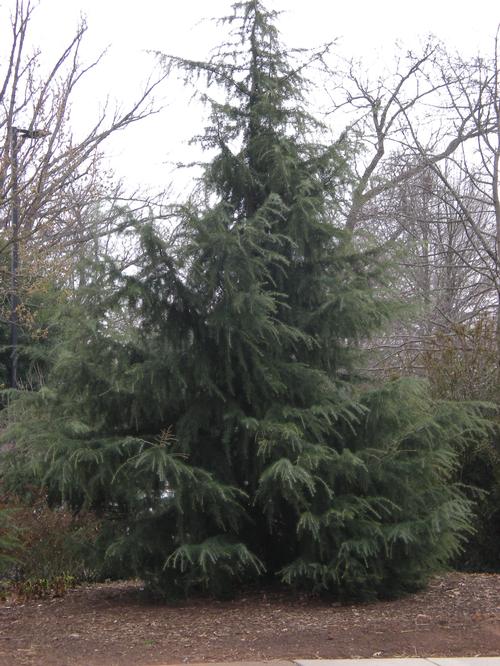 Cedrus deodara 'Bill's Blue' (Bill's Blue Deodara Cedar)