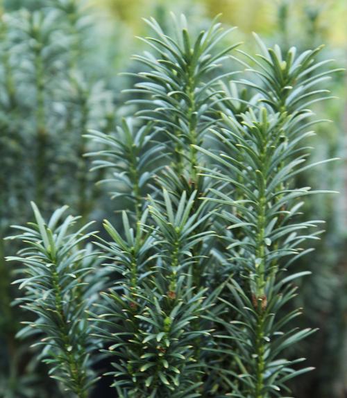 Cephalotaxus harringtonia 'Fastigiata' (Upright Plum Yew)