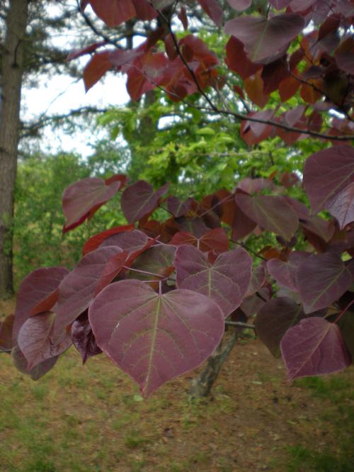 Cercis canadensis 'Forest Pansy' (Forest Pansy Red Bud)