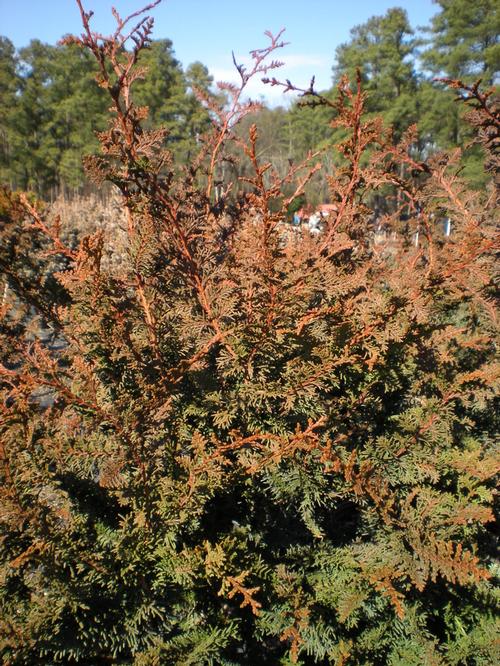 Chamaecyparis obtusa 'Filicoides' (Fernspray Hinoki Cypress)