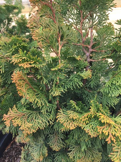 Chamaecyparis obtusa 'Kosteri' (Kosteri Hinoki Cypress)