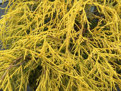 Chamaecyparis pisifera 'Kings Gold' (Kings Gold Cypress)
