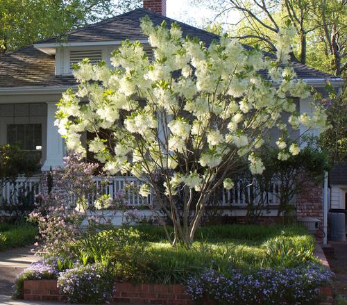Chionanthus virginicus 