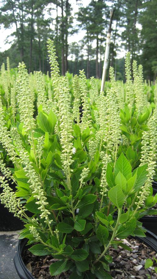 Clethra alnifolia 'Hummingbird'