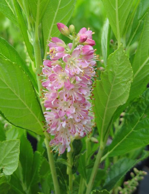 Clethra alnifolia 'Ruby Spice'
