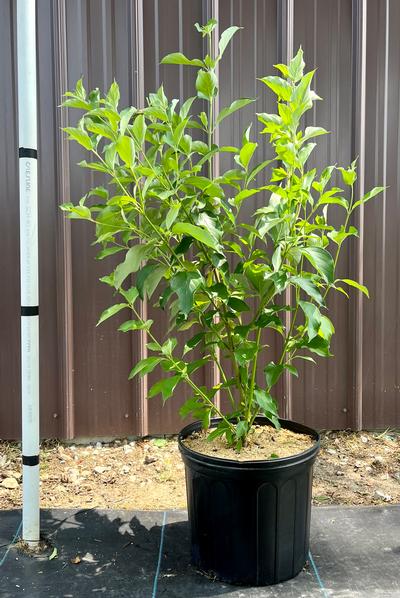 Cornus amomum - Silky Dogwood from Taylor's Nursery