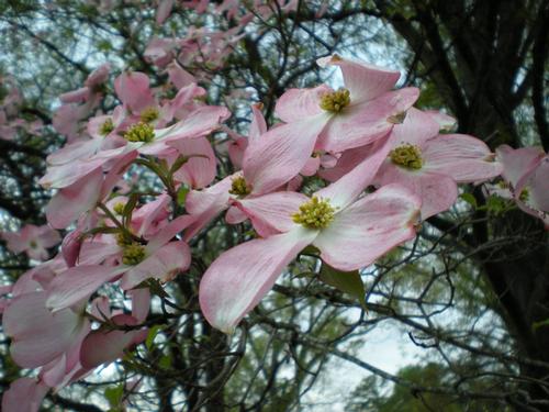 Cornus florida 'Rubra' (Pink Dogwood)
