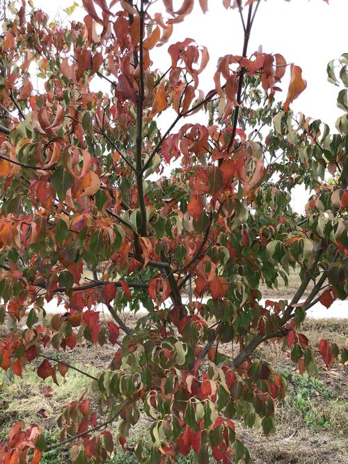 Cornus kousa 