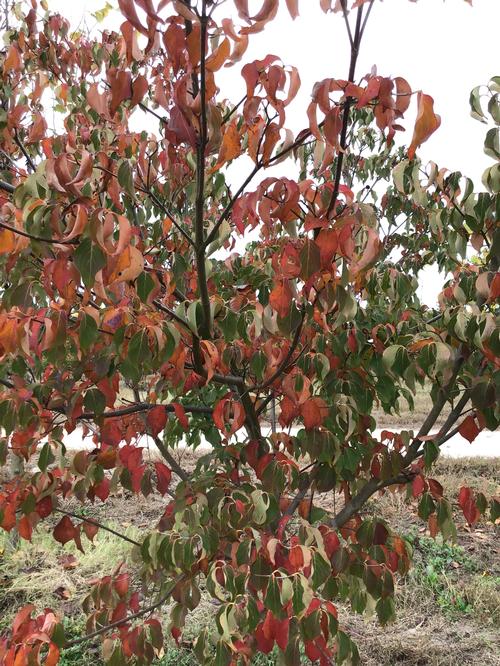 Cornus kousa (Chinese Dogwood)