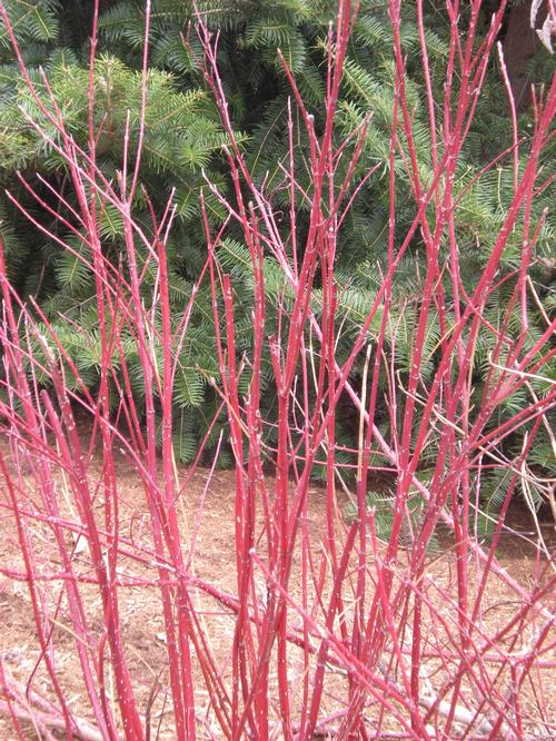 Cornus sericea 'Bailey' (Bailey Red Twig Dogwood)