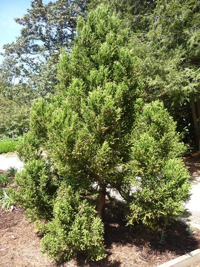 Cryptomeria japonica 'Radicans'