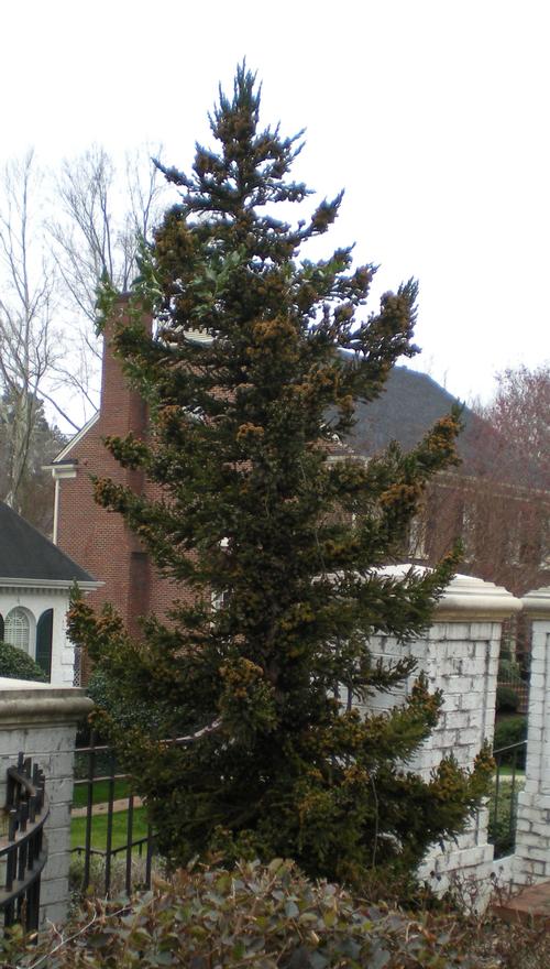 Cryptomeria japonica 'Black Dragon' (Black Dragon Cryptomeria)