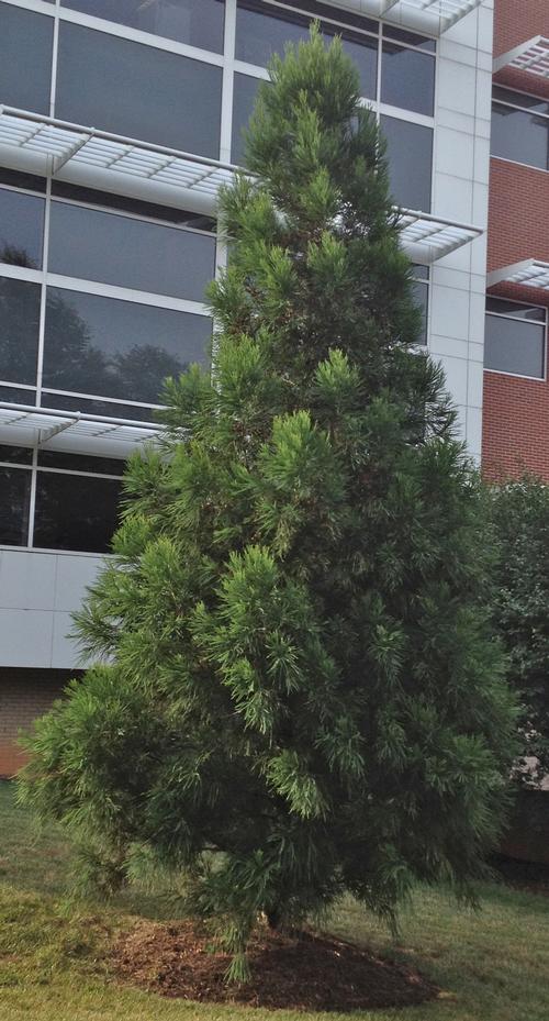 Cryptomeria japonica 'Yoshino'