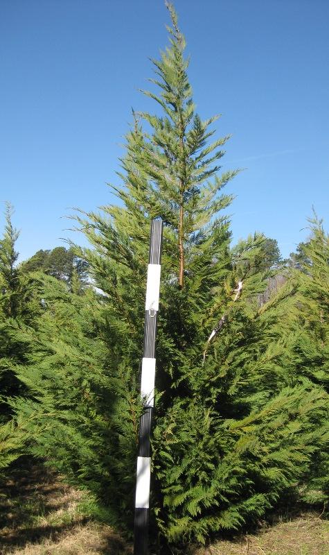 Callitropsis x leylandii (Leyland Cypress)