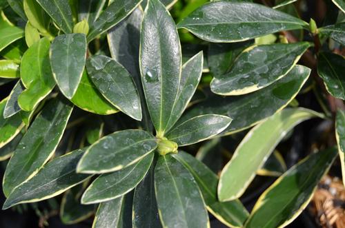 Daphne odora 'Aureomarginata' (Variegated Winter Daphne)