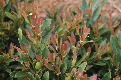 Distylium 'Blue Cascade®'