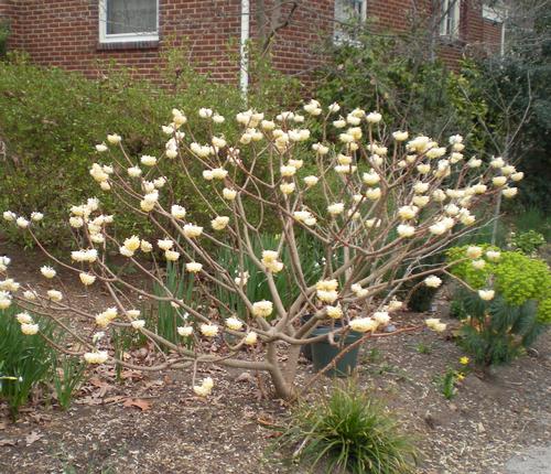 Edgeworthia chrysantha 'Gold Rush'