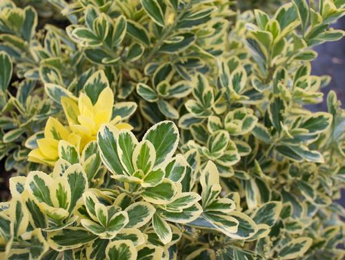 Euonymus japonicus 'Chollipo'