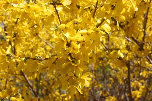 Forsythia x intermedia 'Lynwood Gold'