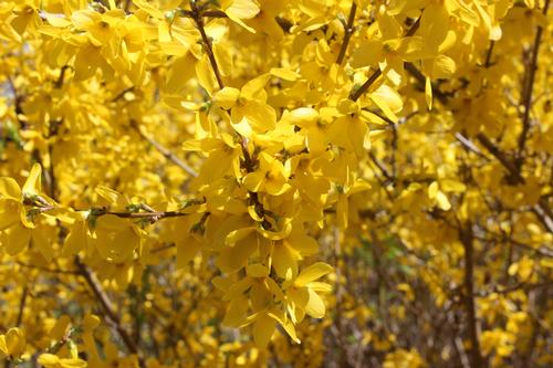 Forsythia x intermedia 'Lynwood Gold' 