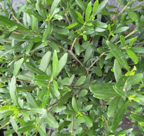 Gardenia jasminoides 'Fragrant Pathways' (Fragrant Pathways Gardenia)