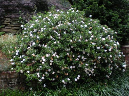 Gardenia jasminoides 'Radicans'