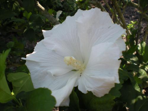 Hibiscus syriacus 'Diana'