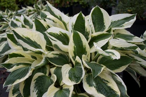 Hosta fortunei Patriot