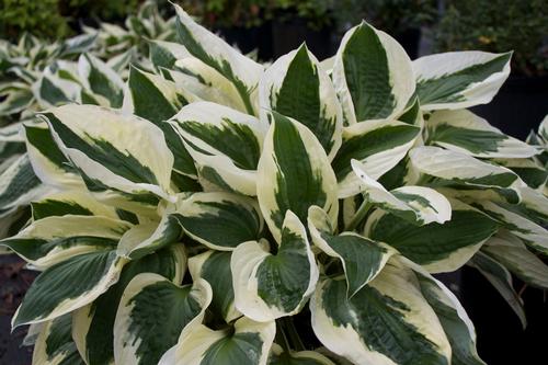 Hosta fortunei 'Patriot'