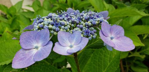 Hydrangea macrophylla 'Blue Cassell'