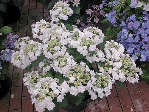 Hydrangea macrophylla 'Wedding Gowng'(Wedding Gown Hydrangea)
